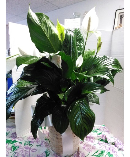  Deluxe Peace Lily Live Plant