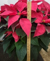 HUGE 36" Red Poinsettia  