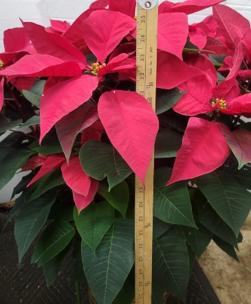 HUGE 36" Red Poinsettia in Garden City, NY | The Garden City Florist HUGE 36" Red Poinsettia in Garden City, NY | The Garden City Florist