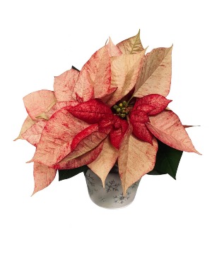 4.5" Poinsettia Christmas