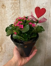 4.5 Potted Kalanchoe  in recycled car parts pot!