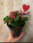 4.5 Potted Kalanchoe  in recycled car parts pot!
