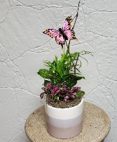 4.5" Zora Ceramic Dish Garden Planter 