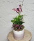 4.5" Zora Ceramic Dish Garden Planter 
