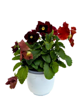 4.75" Fall Annual Pansy 