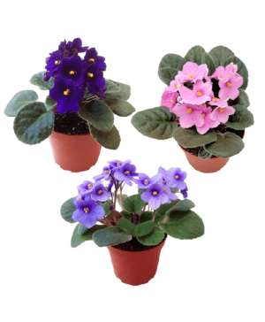 4" African Violet With Basket 