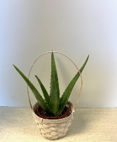4" Aloe Plant NFS-P130