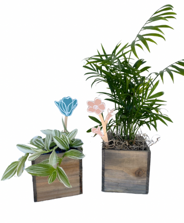 4" Assorted House Plants House Plant in Roy, UT | Reed Floral Design