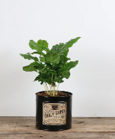 4" Daily Grind w/ Coffee planter