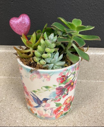 Succulent Lover Pot  in Colorado Springs, CO | Enchanted Florist II