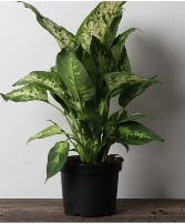 4" Dieffenbachia Perfection Planter