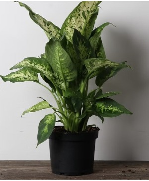 4" Dieffenbachia Perfection Planter
