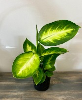 4" Dieffenbachia Seguine Plant