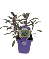 4" Herbs 