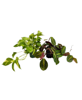 4" Houseplants 
