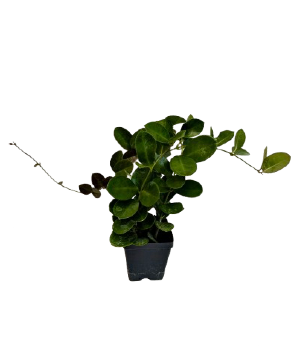 4" Hoya 