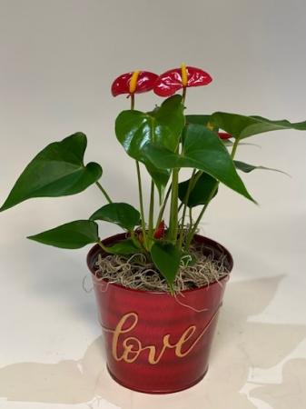 4 inch anthurium plant with LOVE pot Valentine's Day
