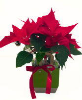 4 inch pot Decorated Poinsettias Potted Plant