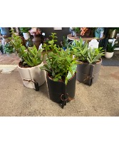 4 inch succulent dishes in designer pot 