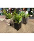 4 inch succulent dishes in designer pot 