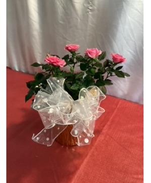 4" Miniature Rose Plant
