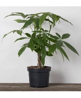 4" Money Tree - Braid Planter