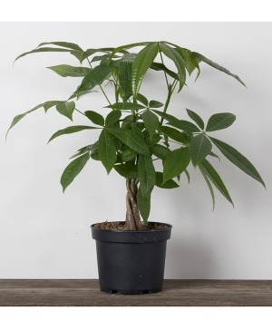 4" Money Tree - Braid Planter