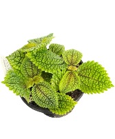 4" Moon Valley Pilea Planter