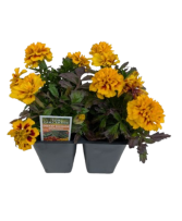 4 Pack Annuals 