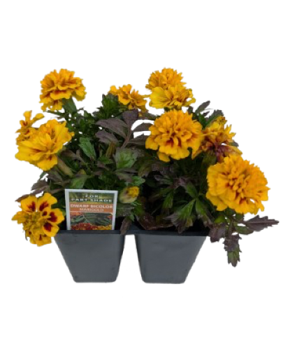 4 Pack Annuals 