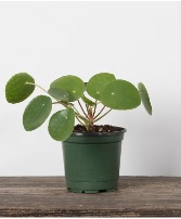 4" Pilea Peperomioides Planter