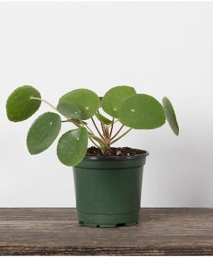 4" Pilea Peperomioides Planter