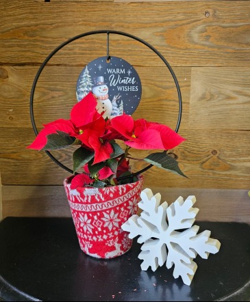4" Poinsettia with Holiday Sentiment  in Osceola, WI | The Wild Violette