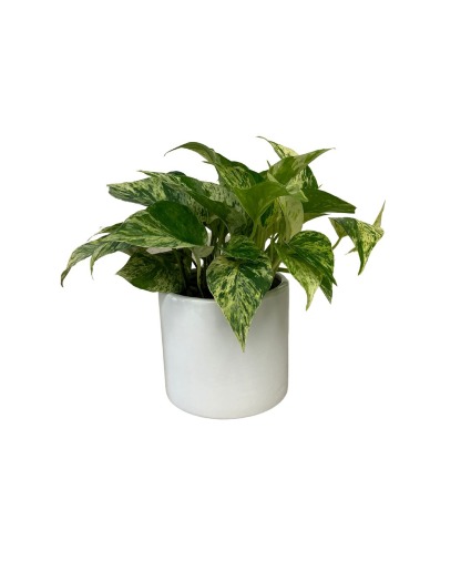 4'' Pothos Plant Plant