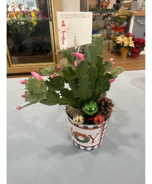 4" Potted Zygo Cactus (christmas cactus) Plant