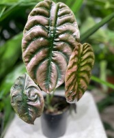 4" Red Secret Planter