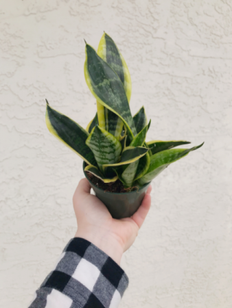 4” Snake Plant