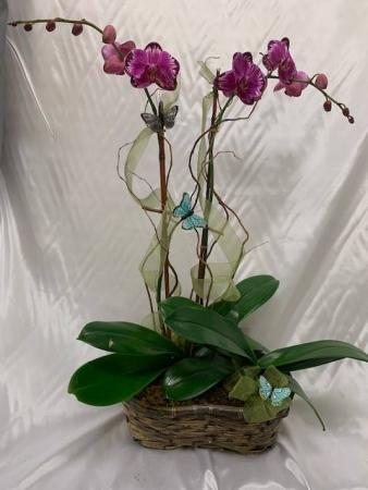 Orchid Plants Orchid Arrangement