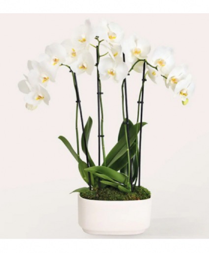 4 Stem Orchid  