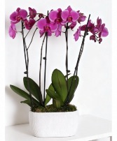 4 Stem Purple Orchid  House Plant 