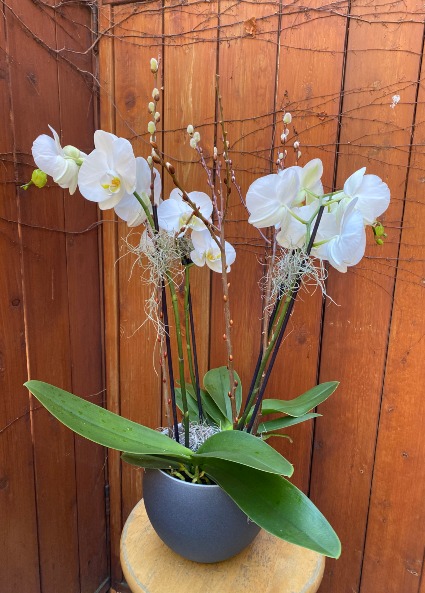 4 stems of Orchids  in a planter 