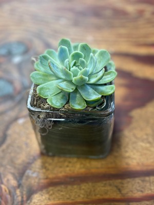 4" Succulent Cube 