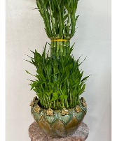 4 Tier Lucky Bamboo Tower Plant