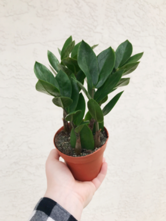 4” ZZ Plant