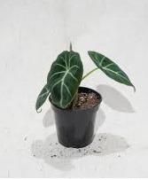 4"Black Velvet Elephant Ear Planter