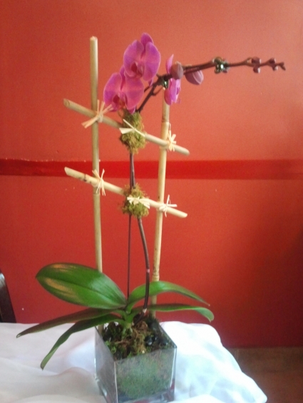 Purple (or White) Orchid Plant Blooming plants