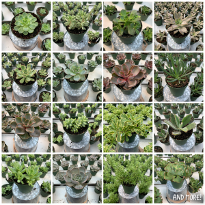 4pc Mystery Succulent Pack! 4 Assorted Succulents in Mount Pearl, NL | MOUNT PEARL FLORIST 4pc Mystery Succulent Pack! 4 Assorted Succulents in Mount Pearl, NL | MOUNT PEARL FLORIST