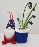 4th of July Gnome With Frizzle Sizzle plant 