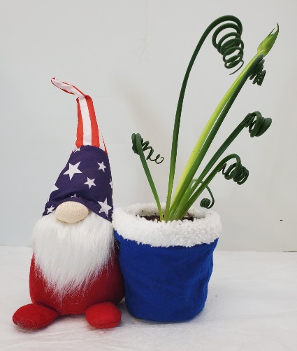 4th of July Gnome With Frizzle Sizzle plant