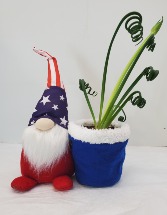 4th of July Gnome With Frizzle Sizzle Plant 